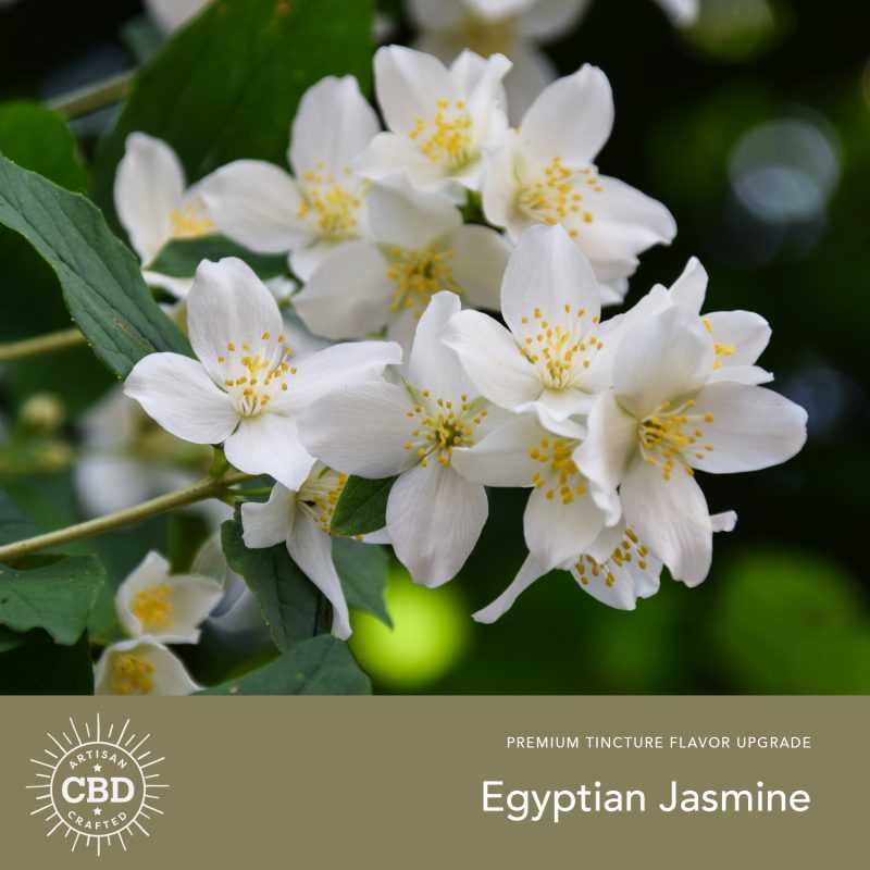 Egyptian Jasmine Flavored CBD Tinctures