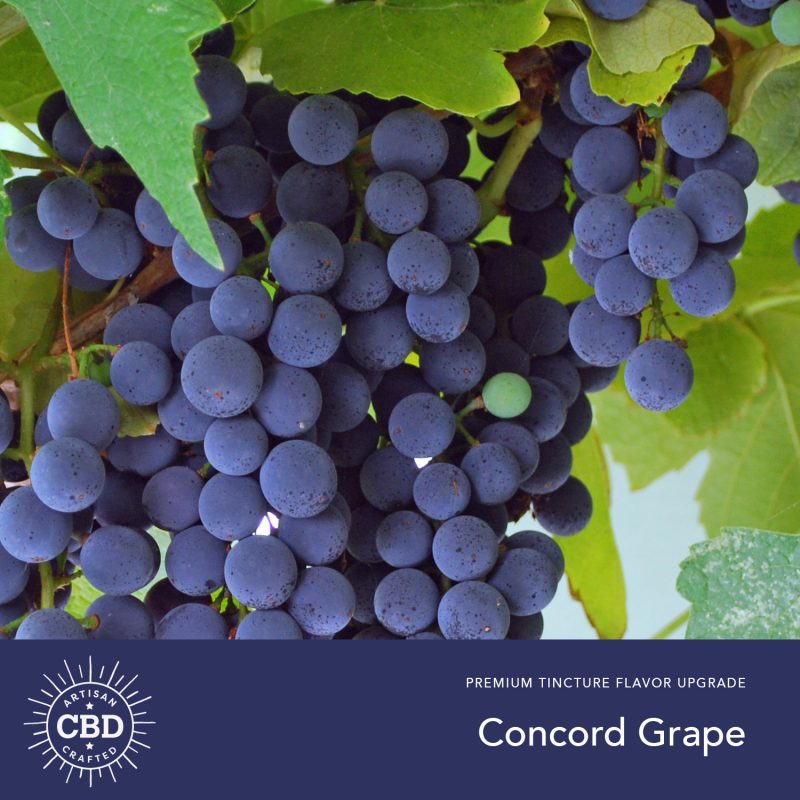 Concord Grape Flavored CBD Tinctures