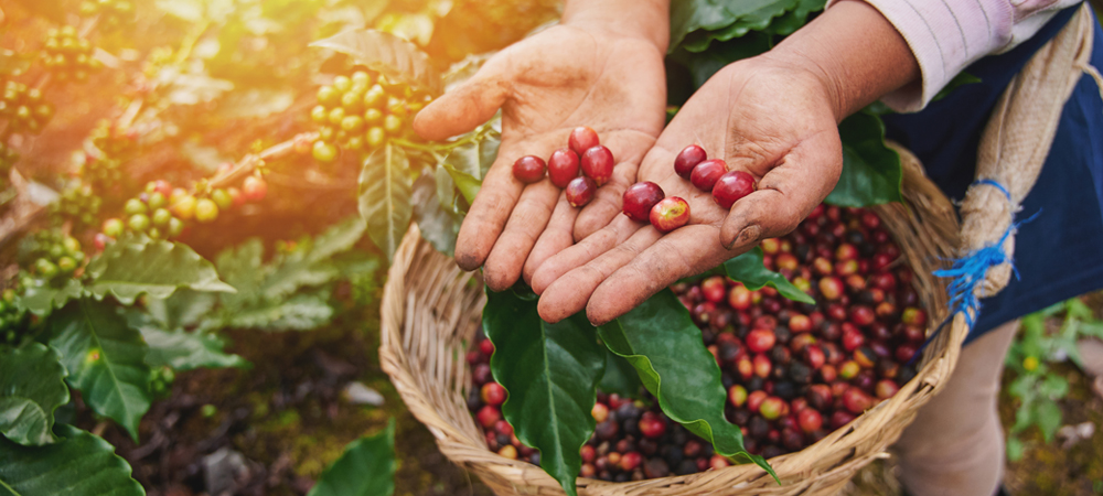 Coffee Bean Extract for Topical Production