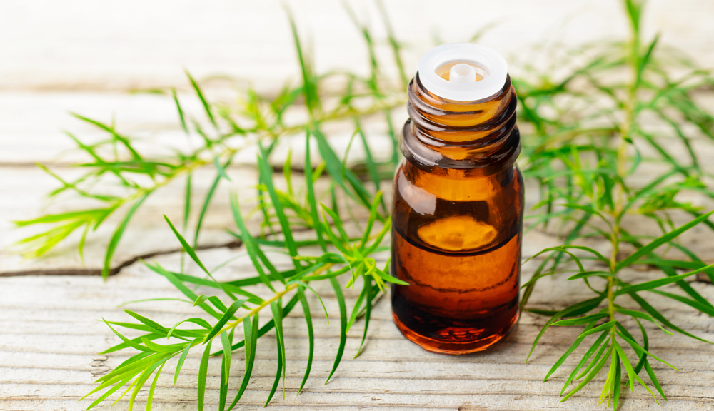 Tea Tree Essential Oil for CBD Topical Products