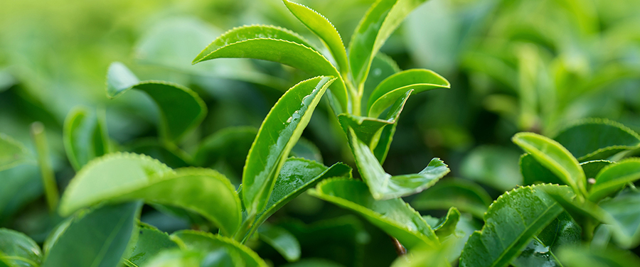 CBD + Green Tea Extract