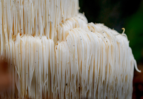 Adaptogenic Lion's Mane Mushrooms