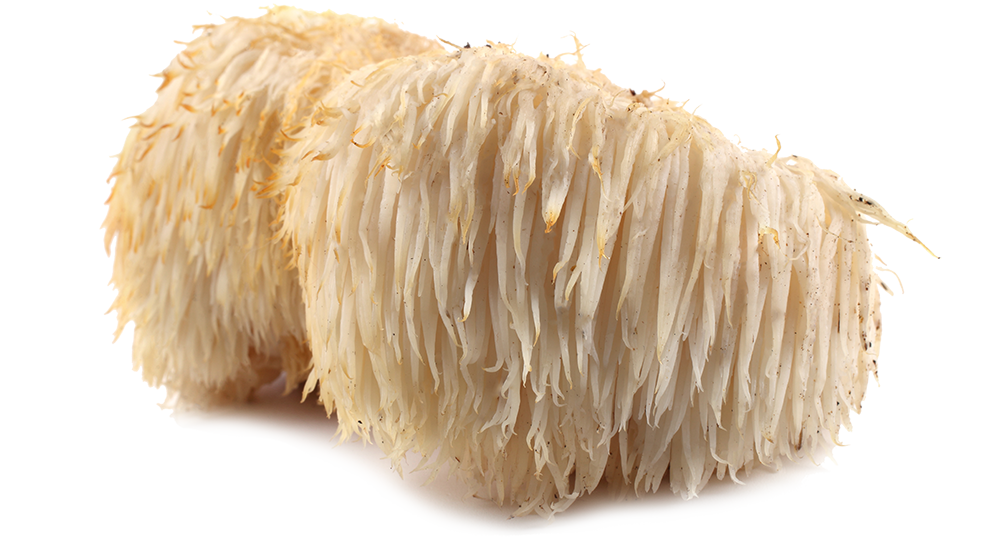 Wholesale Lion's Main Mushroom Extract Powder